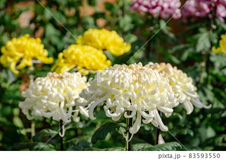 菊花展の菊 83593550