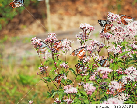 ピンクのフジバカマにとまる渡りの蝶アサギマダラ 83593691
