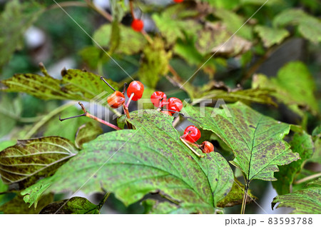 樹木：カンボク　レンプクソウ科 83593788