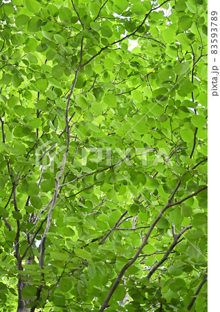 樹木：ハクウンボク　エゴノキ科 83593789