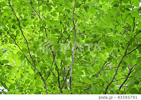 樹木：ハクウンボク　エゴノキ科 83593791