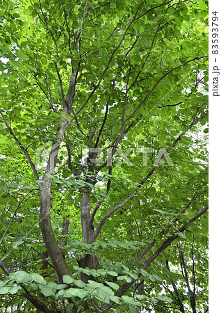 樹木：ハクウンボク　エゴノキ科 83593794