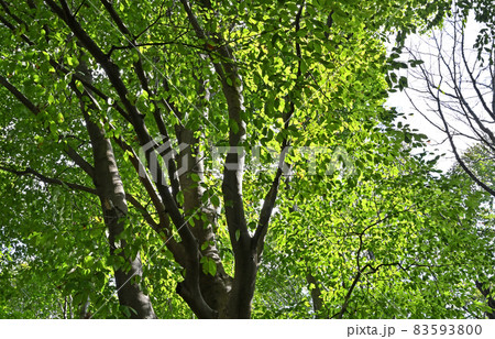 樹木：イヌブナ　ブナ科 83593800