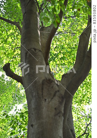 樹木:イヌブナ ブナ科 樹木:イヌブナ ブナ科 83593802