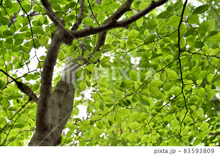 樹木：アオハダ　モチノキ科　 83593809
