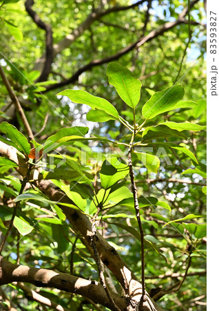 樹木:エゾユズリハ ユズリハ科 樹木:エゾユズリハ ユズリハ科 83593827