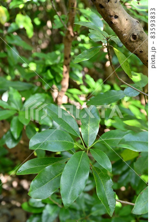 樹木:エゾユズリハ ユズリハ科 樹木:エゾユズリハ ユズリハ科 83593833