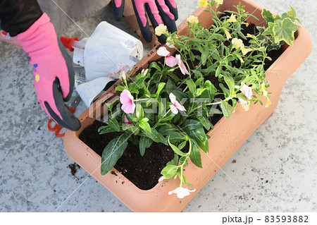 プランターに寄せ植え 83593882