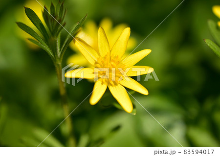 A yellow forest flower with nine petals in an inflorescence. A yellow forest flower with nine petals in an inflorescence. 83594017