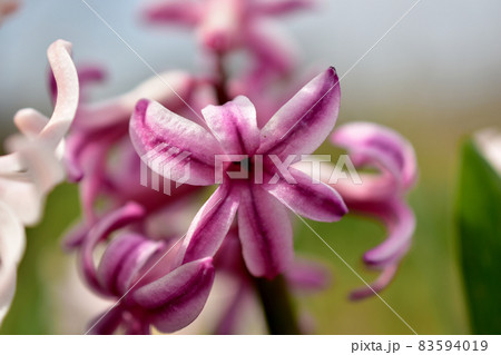 Close-up of a six-petalled inflorescence of a flower. 83594019