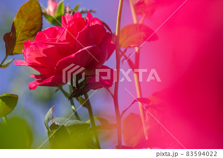 バラの花越しに見るバラ バラの花越しに見るバラ 83594022
