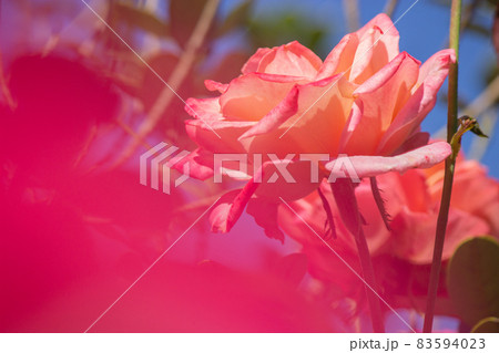 薔薇の陰からのぞいた薔薇 薔薇の陰からのぞいた薔薇 83594023