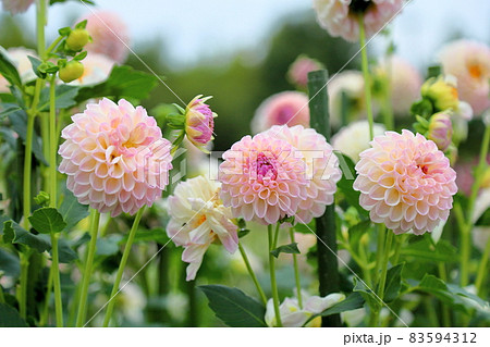 ダリアの花 83594312