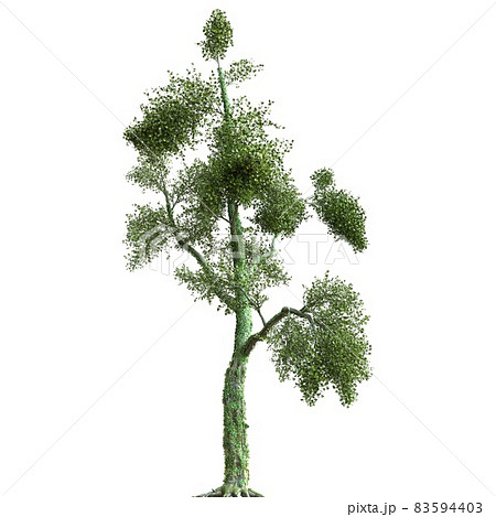 Summer tree 3d illustration isolated on white background 83594403