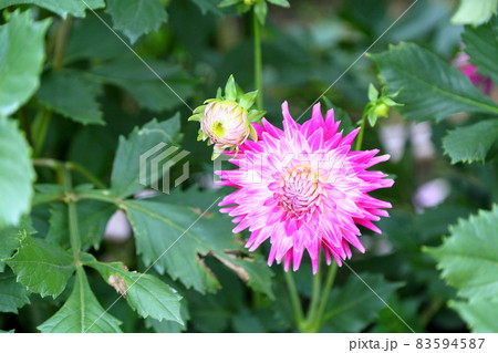 ダリアの花 83594587