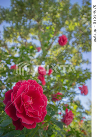 咲き乱れるイングリッシュローズ 83594670