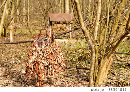 Moose feeder and branches with leaves harvested in summer for feeding wild animals. Moose feeder and branches with leaves harvested in summer for feeding wild animals. 83594811