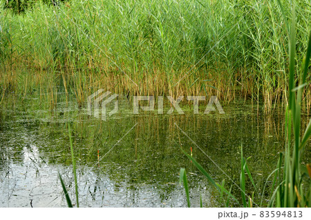 The lake is overgrown with reeds and two floats are floating on the surface. The lake is overgrown with reeds and two floats are floating on the surface. 83594813