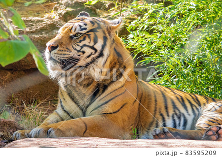 Close up shot of Sumatran tiger 83595209