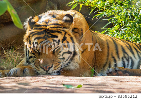 Close up shot of Sumatran tiger Close up shot of Sumatran tiger 83595212