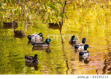 Close up shoot of many ducks swimming in a pond Close up shoot of many ducks swimming in a pond 83595213