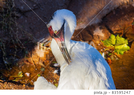 Close up shot of Whooping Crane 83595247