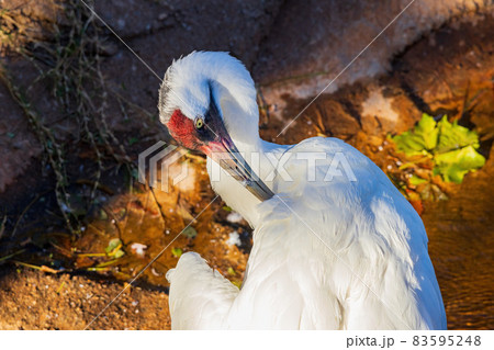 Close up shot of Whooping Crane Close up shot of Whooping Crane 83595248