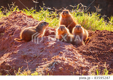 Close up shot of Prairie dog family Close up shot of Prairie dog family 83595287