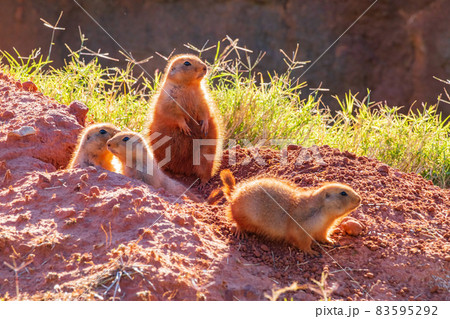 Close up shot of Prairie dog family Close up shot of Prairie dog family 83595292