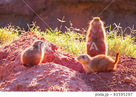 Close up shot of Prairie dog family Close up shot of Prairie dog family 83595297