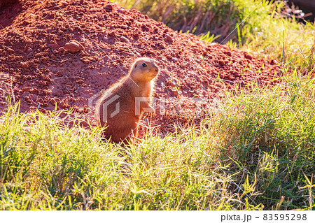 Close up shot of Prairie dog family Close up shot of Prairie dog family 83595298