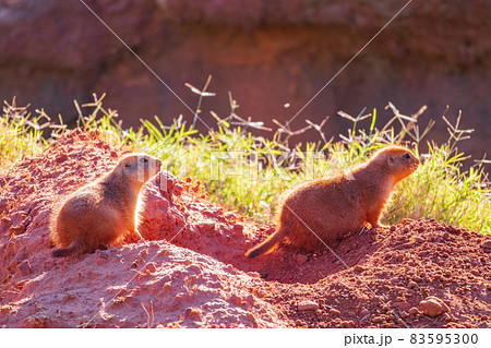 Close up shot of Prairie dog family 83595300