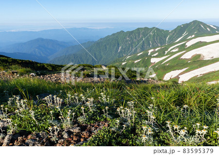 大日岳とウスユキソウ 大日岳とウスユキソウ 83595379