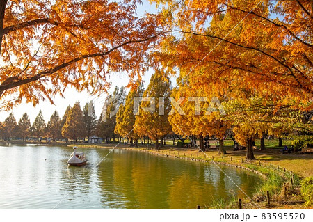水上公園の紅葉 83595520