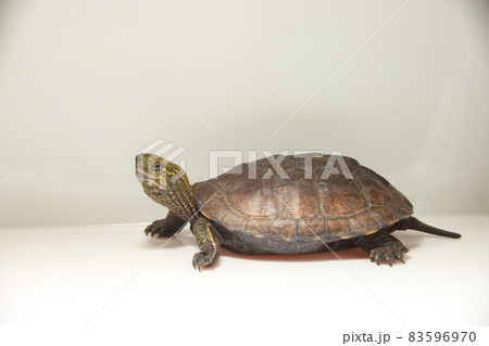 カメ クサガメ イシガメ 交雑種 カメ クサガメ イシガメ 交雑種 83596970