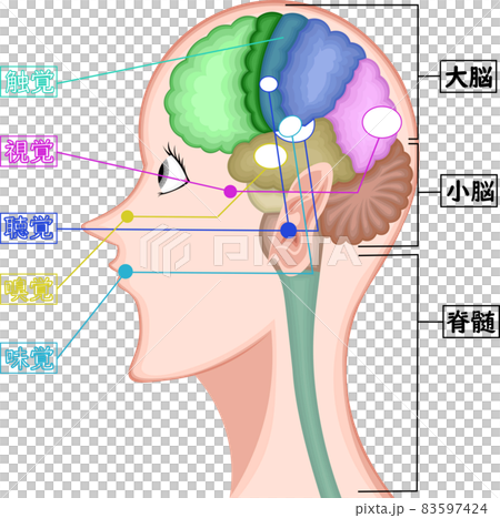 感覚器官　五感　イメージ　イラスト 83597424
