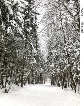 Snowy road with ski trails trough snow-covered trees in winter forest landscape Snowy road with ski trails trough snow-covered trees in winter forest landscape 83598205