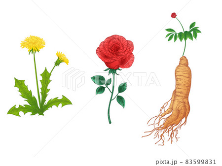 skin care ingredients, natural organic material illustrations skin care ingredients, natural organic material illustrations 83599831