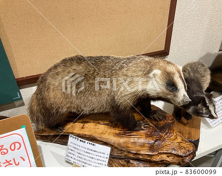 埼玉県の狭山丘陵いきものふれあいの里センターのアナグマの剥製です