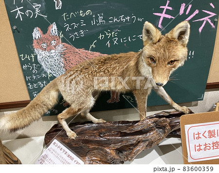 埼玉県の狭山丘陵いきものふれあいの里センターのホンドギツネの剥製