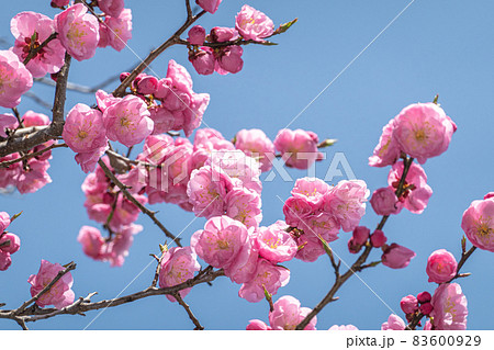 梅の花と青空 83600929