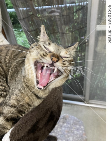 思いっきりでかいあくびをするキジトラの猫ちゃんです。 思いっきりでかいあくびをするキジトラの猫ちゃんです。 83601566