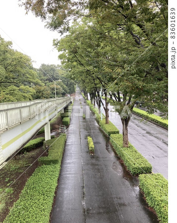 雨の日の横断歩道とケヤキの並木道です。 雨の日の横断歩道とケヤキの並木道です。 83601639