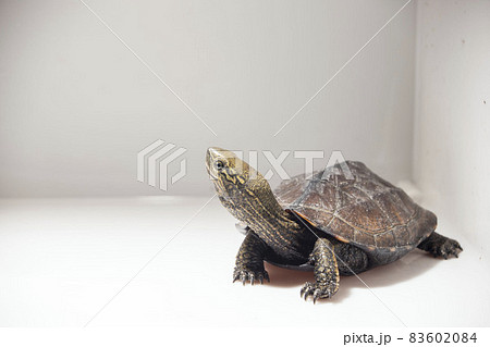 カメ クサガメ イシガメ 交雑種の写真素材 [83602084] - PIXTA
