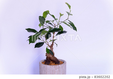観葉植物　ガジュマルの鉢植え 白背景 83602202