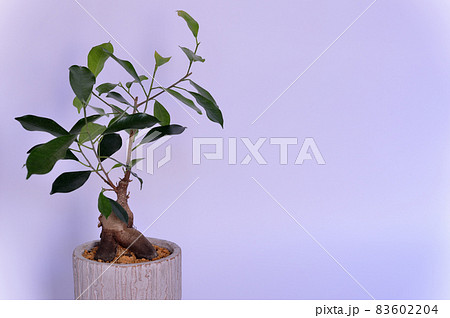 観葉植物 ガジュマルの鉢植え 白背景 観葉植物 ガジュマルの鉢植え 白背景 83602204