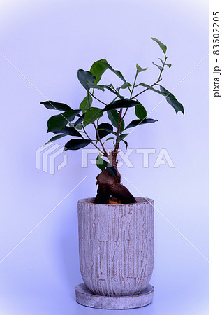 観葉植物 ガジュマルの鉢植え 白背景 観葉植物 ガジュマルの鉢植え 白背景 83602205