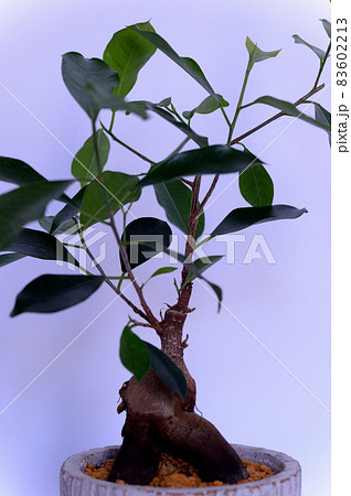 観葉植物　ガジュマルの鉢植え 白背景 83602213