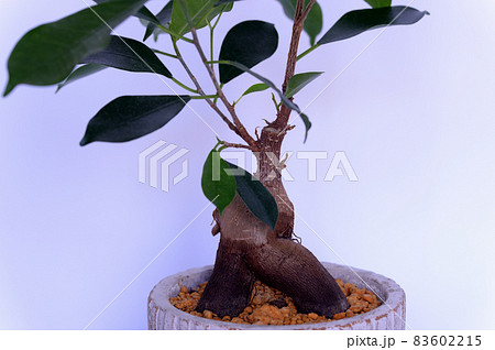 観葉植物 ガジュマルの鉢植え 白背景 観葉植物 ガジュマルの鉢植え 白背景 83602215