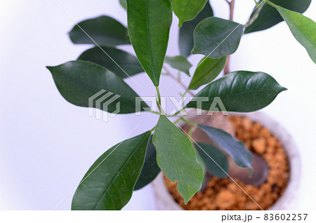 観葉植物 ガジュマルの鉢植え 白背景 観葉植物 ガジュマルの鉢植え 白背景 83602257